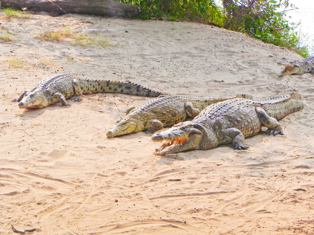 Crocodile am Fluss-Ufer im Crocodile Camp