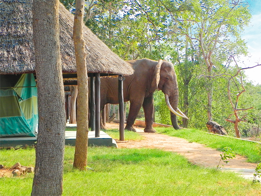 Besuch eines Elefanten im Crocodile Camp