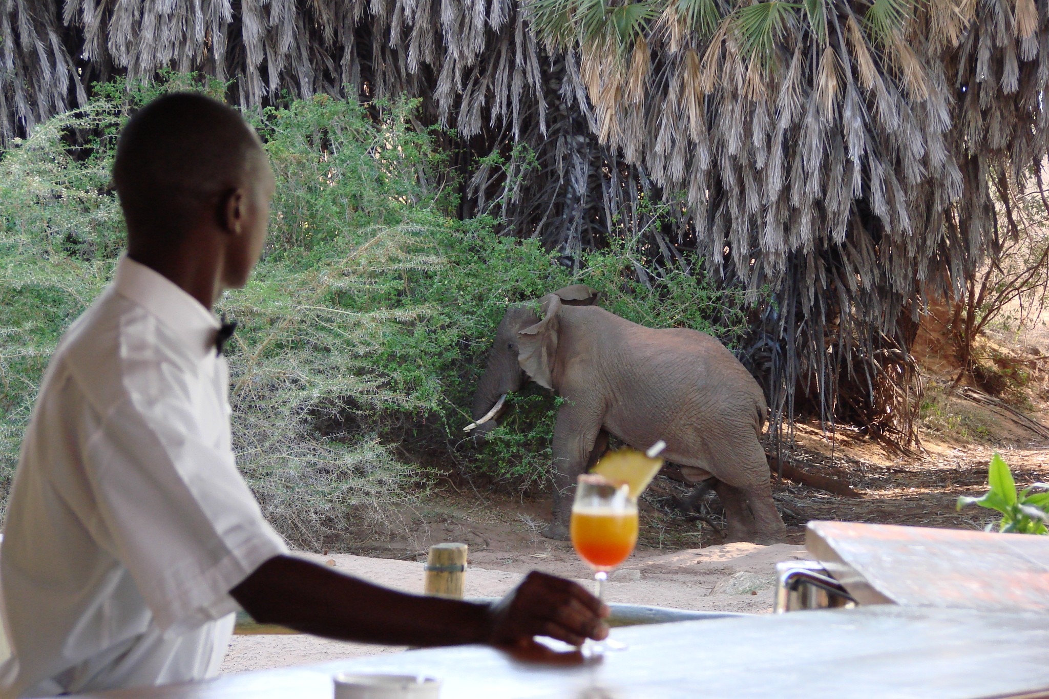 Besuch eines Elefanten nahe der Bar des Man Eaters Camp
