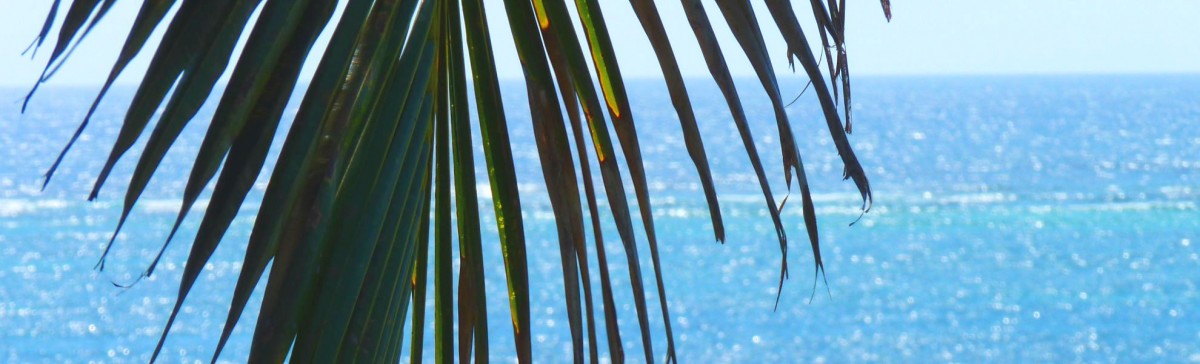 Palmenwedel über dem Indischen Ozean
