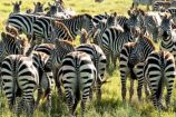 Zebras in der Masai Mara Kenia