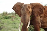 Elefant hautnah auf Kenia Safari