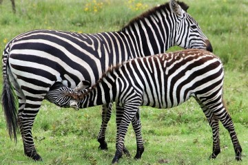 Kenia Safaritagebuch Zebras