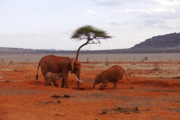 Elefanten Tsavo East