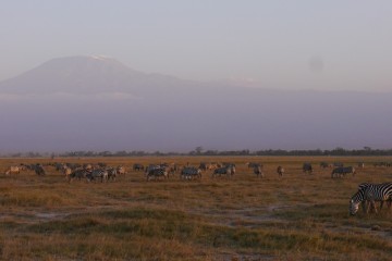 Zebras am Kilimanjaro