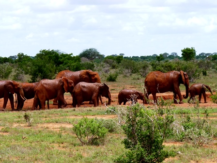 Rote Elefanten in Kenia