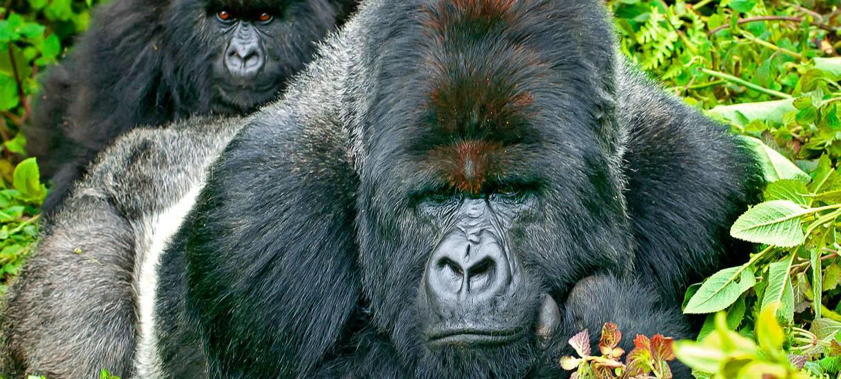Gruppenreise Reisekontor Schmidt Gorilla Uganda Ruanda
