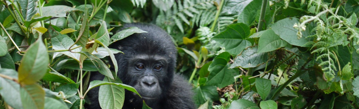 Gorilla Uganda Ruanda Gruppenreise Reisekontor Schmidt