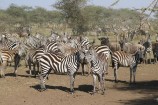Im Keniaurlaub auf Kenia Safari Reise in der Masai Mara - Zebras