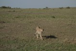 Kundenbewertung Keniaurlaub und Kenia Safari Reise