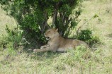 Kundenbewertung Keniaurlaub und Kenia Safari Reise