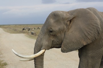 Elefant auf Kenia Safari in Kenia mit Keniaspezialist Reisekontor Schmidt Kenia Urlaub