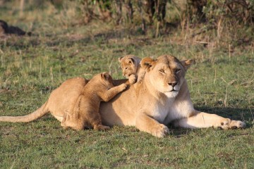 Löwen auf Kenia Safari in Kenia mit Keniaspezialist Reisekontor Schmidt Kenia Urlaub