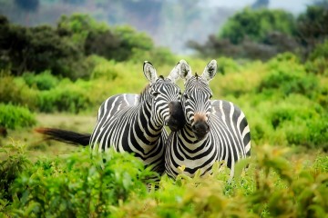 Zebra auf Kenia Safari in Kenia mit Keniaspezialist Reisekontor Schmidt Kenia Urlaub