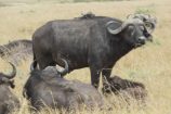 Kenia Urlaub Privat Safari