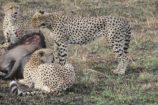 Kenia Urlaub Privat Safari