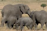Rundreise Kenia Tansania auf Safari
