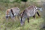 Rundreise Kenia Tansania auf Safari