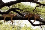 Im Kenia Urlaub auf Kenia Safari in der Masai Mara - Löwen zur Mittagsruhe
