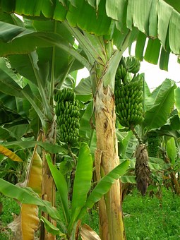 Bananenstaude - ihre Fasern werden u.a. zu Taschen weiterverarbeitet