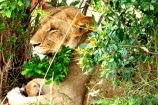 Löwin auf einer Kenia Safari Tour in der Masai Mara mit Keniaspezialist Keniaurlaub.de Reisekontor Schmidt Leipzig