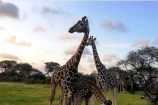 Giraffen hautnah während einer Safari in Kenia mit Keniaspezialist keniaurlaub.de Reisekontor Schmidt Leipzig