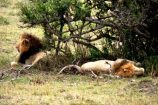 Löwen in der Masai Mara während der Großen Tierwanderung / Great Migration