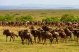 Tierwanderung in der Masai Mara - Gnuherde
