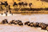 Gnu Crossing am Mara River in der Masai Mara Kenia
