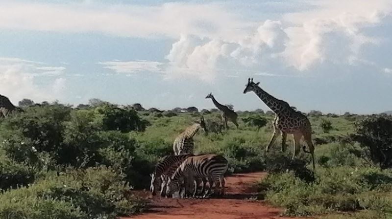 Keniareise Bewertung, Giraffen und Zebras in Kenia