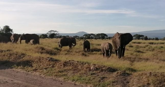 Bewertung Keniareise, Elefanten in Kenia