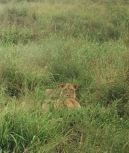 Keniareise Bewertung, Löwen in Kenia